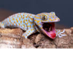 The hungry hungry geckos
