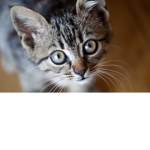 ~kitties!~
