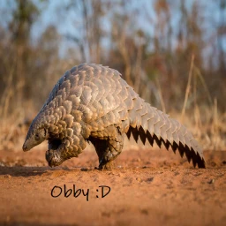 Pangoline obby icon