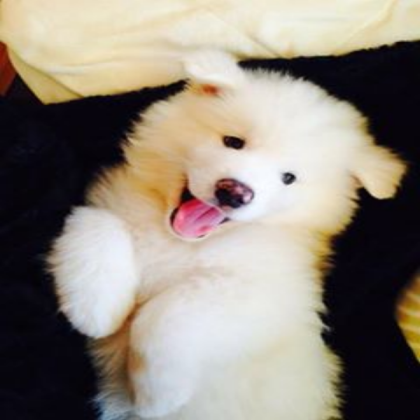 kawai dog Roblox decal