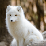 Artic Snow