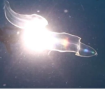 EEL Cult