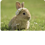 Bunny Group 2