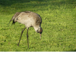 Danish Birds
