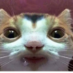 Teh Cat CAT :3 fan group