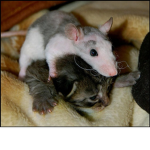 rats and cats get along