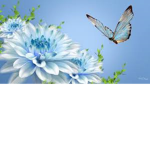 Odi’s Butterflies