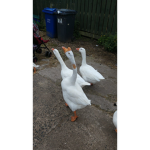 Some quakers