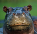 Hippo rizz