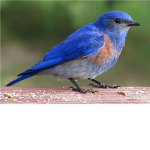The Blue Jays Of Robloxia