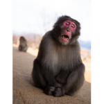 Monkey_mob