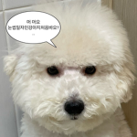 엘각 커뮤니티