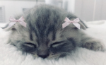 Sanrio Lover Fan Club <3