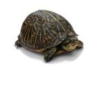 Epic Turtle Lovers