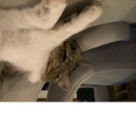 Cats chair