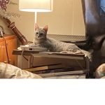 Kitten love8758