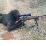 Sniper Monkeys :P
