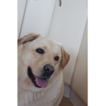 Labrador Clothing™