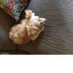 Dog dog dog dog dog dog dog. cat bad