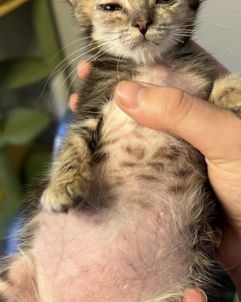 Kill SCP-173 in area 51 screenshot 2