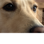 Join for free pet on adoptme