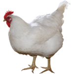 The Chicken Squad <3