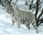 The White Tiger Pros