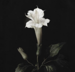 La Famiglia di Fiore
