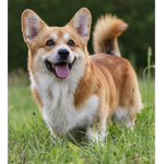 THE Corgi Fan Group!!!