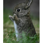 Bunny cult! <3