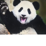 The Best Panda Club Ever!