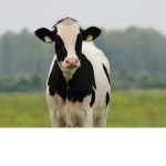 Clan Cows