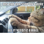 Cat world C.E.O