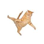 Cat squad Official Group