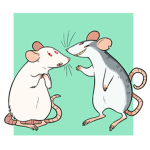Rats united (mini group)