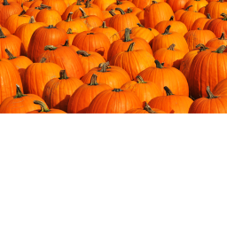 Fall Obby!