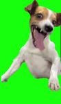 Dawg community