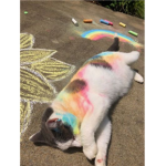 Club de los gatitos