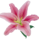 Pink Particales