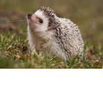 THE HEGEHOG SQUAD