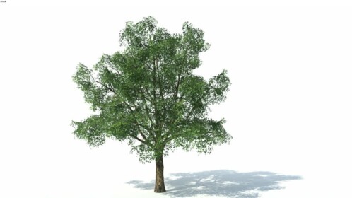 TREEEEEEEEEEEEEEEEEEEEEEEEEEEEEEEE