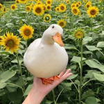 Happy ducks association!