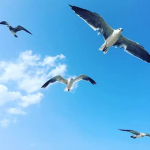 Demon Slayer Seagull