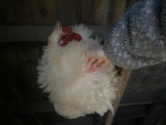 Chick5plays