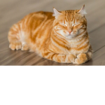 Catty Cats for Life!