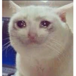 猫猫帮