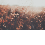 void_wanderers