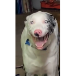Happy dog shop