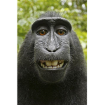 group poop fund monkey poo