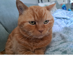 Thecatbrother